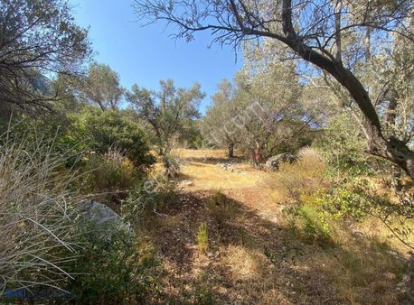 Karaburun Kösedere'de Deniz Manzaralı Satılık Zeytinlik