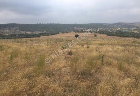 Bergama Armağanlar Köyü 98 Dönüm Zeytinlikli Tarla