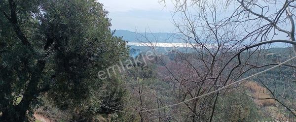 Balıkesir Erdek Hamamlı Mah. 2.750 M2 Satılık Zeytinlik Deniz Manzaralı