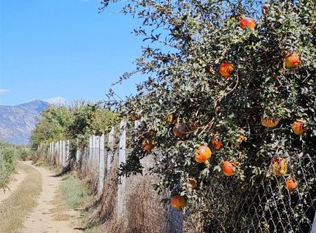 Rosa Gayrimenkul'den Satılık 2.876 Metre Kare Nar Bahçesi