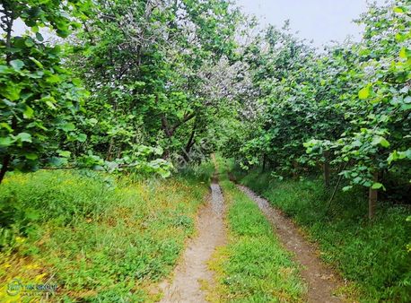 Sakarya Kocaali Ağalar Da Bulunan Tarlamız 9.048 M2 Tek Tapu'lu