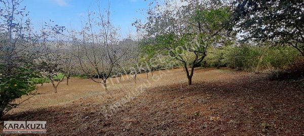 Kandıra Ferizli'de Toplulaştırma Bitti Resmi Yollu Harika 3700 M2 Ceviz Bahçesi