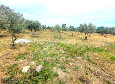 Akman'dan Havran'da 6.923 M2 Kadastro Yoluna Cepheli Zeytinlik