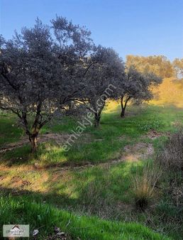 Derya'dan Fırsat 2.466m2 Satılık Zeytinlik