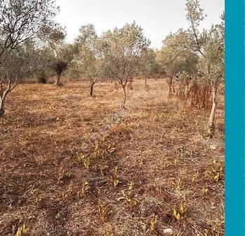 My Gayrimenkul'den Milas Tuzabatta Satılık 2.450m Zeytinlik