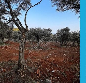 Muğla Milas Kalınağıl'da 11.600m Bakımlı Zeytinlik