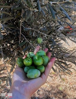 Satılık!!! Aydın İncirliova Erbeylide İncir Ve Zeytin Bahçesi