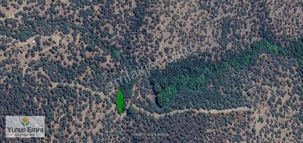 İzmir Bayınıdr Çeniklerde Mükemmel Zeytinlik Kaçmaz Fırsat