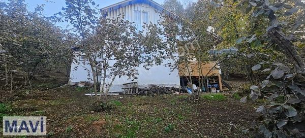 Çok Verimli Bir Fındıklık Ve İçerisinde Konaklama İmkanı