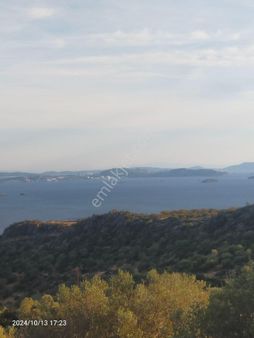 Saadet Korkmaz Emlak'tan Çandarlı'da İmara Komşu Muhteşem Manzaralı 3 650 M2 Satılık Zeytinlik