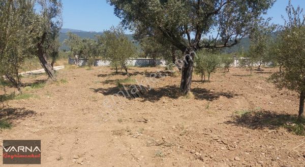 Kemalpaşa Gökkaya Tapulu Arazi Zeytin Ağaçlı 1940 M2