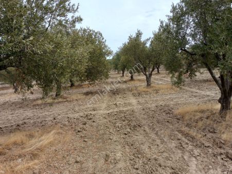 Manisa Saruhanlı Hacımusa Da Satılık 8.000 M2 Zeytinlik 2.100.000 Tl
