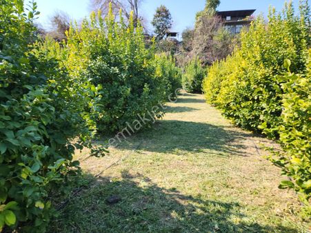 Aslan'dan Elvanlı Da Deniz Manzaralı 4.500 M2 Limon Bahçesi