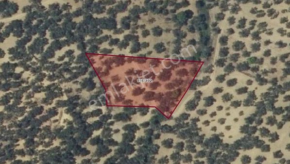 Burhaniye Bahadanlı'da, Yolu Olan, 2.720 M2 Müstakil Zeytinlik