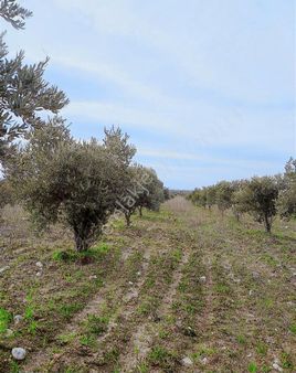 Karasonya'da 8.400 M² Zeytin Tarlası