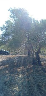 Süleymanlı Merkezde 4.290 M² Yetişkin Edremit Tarlası