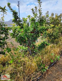 Kaçmaz Emlaktan Yeşilhisarda Satılık Elma Bahcesi 10 Dönüm Kçmaz