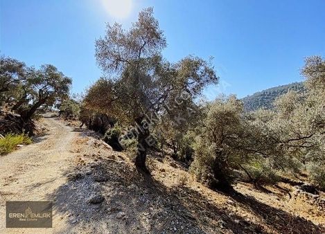 Sahibinden Muğla Milas Çomakdağ 233 Mt Zeytinlik 205 Bin Tl