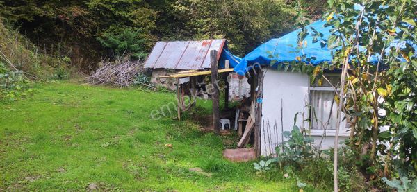Samsun Terme Uludere Mah De İşlevli Findikbahcesi