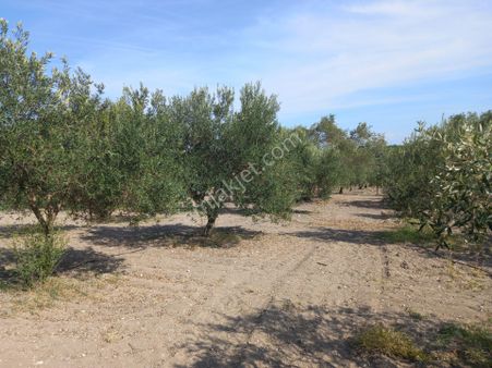 Akhisar Zeytinliova Da Satılık 2.300 M2 Hisse Zeytinlik 650.000 Tl