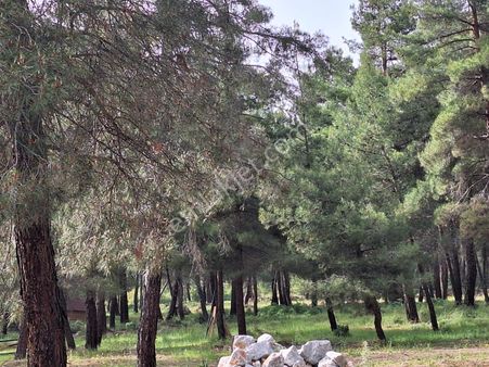 Bursa Mudanya Orhaniyede Satılık 8500m2 Zeytinlik