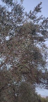 Börezli De Köy Merkezine Yakın Kadastro Yollu Zeytinlik