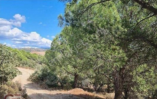 Ayvalık Hacivelilerde Kelepir Fiyata Yatırımlık Tarla.