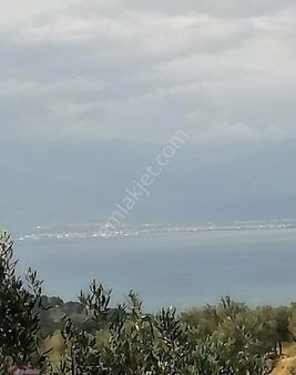 Pelitköy De Deniz Manzaralı Kadastro Yollu Zeytinlik