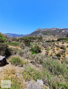 Datça Zeytincik'te Anayola Cepheli 6.660 M2 Tarla