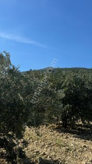 Manisa Şehzadeler Sancaklı Bözköy Mh De Satılık 21 Dönüm Zeytinlik