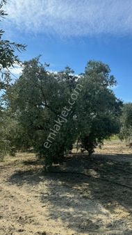 Manisa Şehzadeler Karaoglanlı 7,400 M2 Zeytinlik