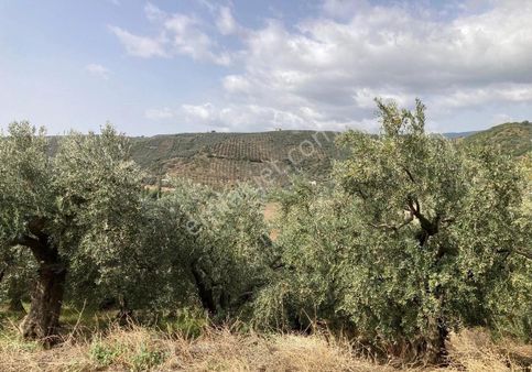 Pamir Emlaktan Satılık 1030m2 Zeytinlik