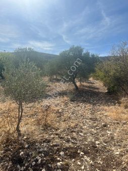 Sarısığırlı Mah Satılık 2 Dönüm Tek Tapu Zeytinlik Resmî Yolu Var