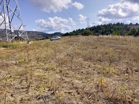 Bilecik Gölpazarı Türkmen Köyü Resmi Yollu 30 Dönüm Ceviz