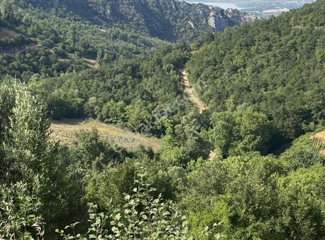 İsminar Yılmaz Dan Uluabat Gölü Ayva Köyünden Satılık Tarlalar