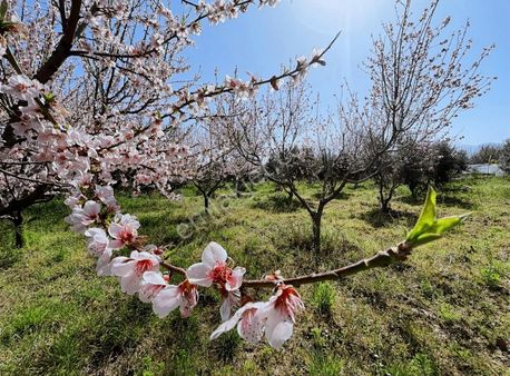 Turyap Altınoluk'tan Kızıklı'da Elk./su/yolu Olan Satılık Tarla
