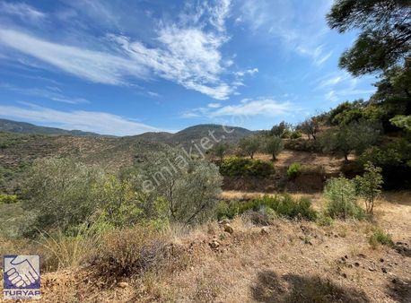 Havran İnönü'de Satılık En Uygun Fiyatlı Zeytinlik