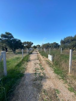 "torbalı Dirmil'de 290 M² Zeytinlik - Eshot Durağına Ve Ana Asfalta 2 Dakika Mesafede"