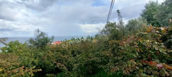 Akçaabat Akçakale Zeytinlik De Satılık Mükemmel Arsa