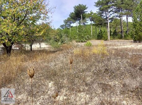 Bilecik Gölpazarı Sarihacilar Koyu.de 904 M2 Bağ Yeri