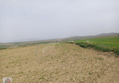 Afyonkarahisar Sultandağı Karapınar Cumhuriyet De Kelepir 5817 M2 Tarla