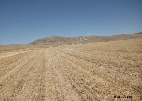 Afyon Sultandağı Çukurçak Ta 13500 M2 Resmi Yollu Tarla