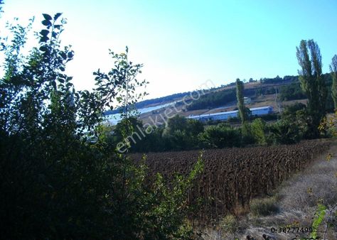 Bileçik Merkez Sarmaşık Köyünde Satılık Arsa 3600 M2 Kelepir Arsa