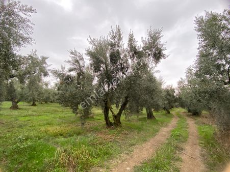 Altın Emalaktan Satılık Zeytinlik
