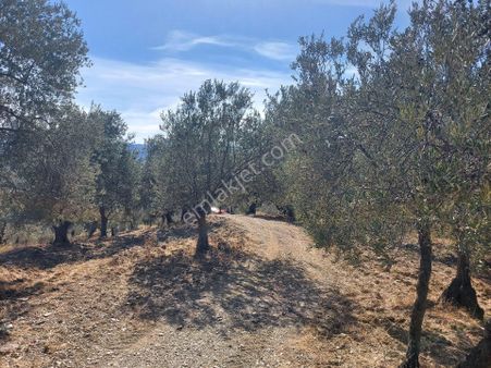 Century 21 Vizyondan Acilll!!fırsat Satılık Zeytinlik