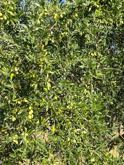 "torbalı Karakuyu'da Verimli 6650 M² Zeytinlik - Tel-çit"