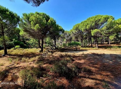 Ayvalık Hacıbozlar Fıstık Çamlığı Çiftlik Arazisi Satılık