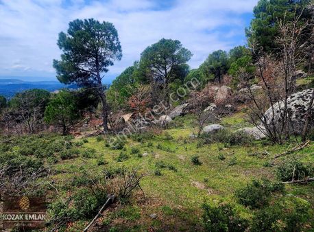 Ayvalık Bagyüzü Fıstık Çamlığı Tarım İmarlı Satılık