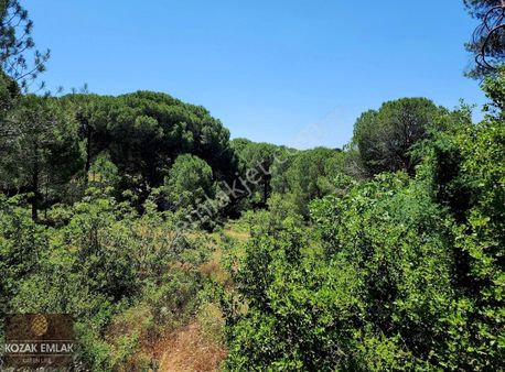 Bergama Kozak Okçular Eski Üzüm Bağı Satılık