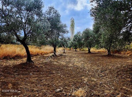 Ayvalık Tıfıllar Tarla 8 Ağaç Zeytin Satılık